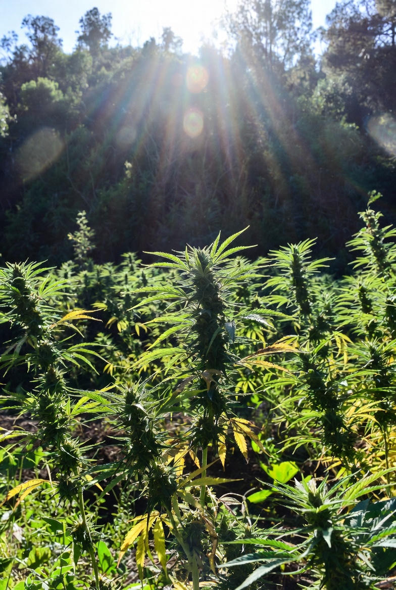 Cannabis plants growing outdoors with sunlight filtering through.